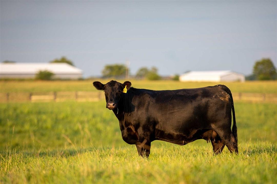 Proud Angus cow standing in a green pasture.