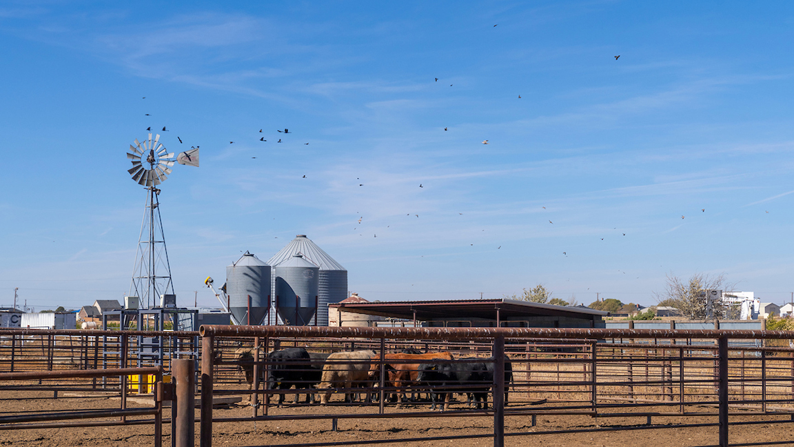 Birds and cattle often commingle, and the potential of disease transmission is inevitable. Texas A&M AgriLife scientist Sapna Dass is targeting that transaction with her latest research. [Photo by Michael Miller,Texas A&M AgriLife]