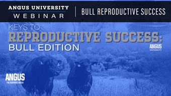 Reproductive success: Bull Edition webinar thumbnail