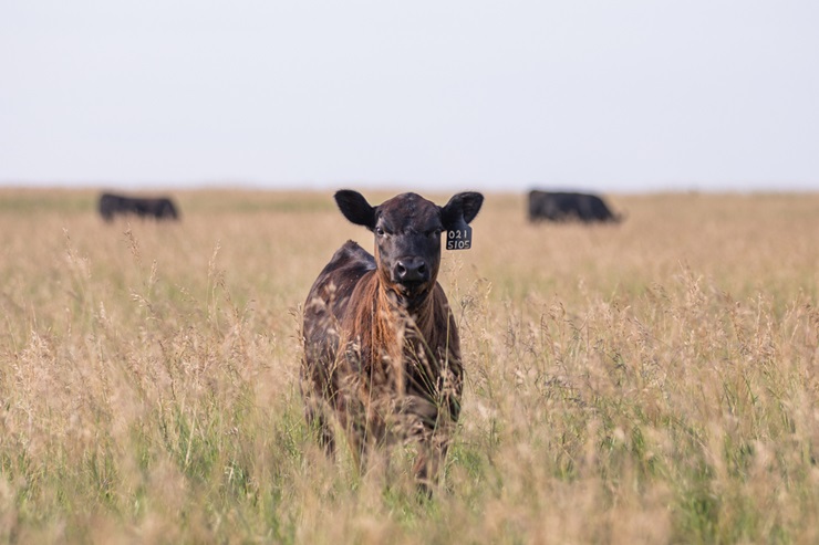 calf