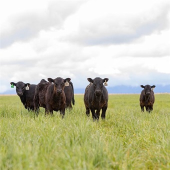 Black Angus calves on green grass.