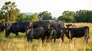 Cows and calves on pasture