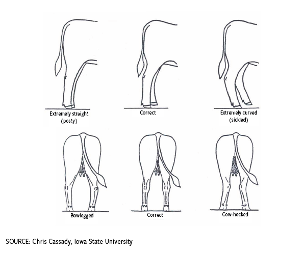 Fig. 4: Evaluating structural correctness in the hind quarter