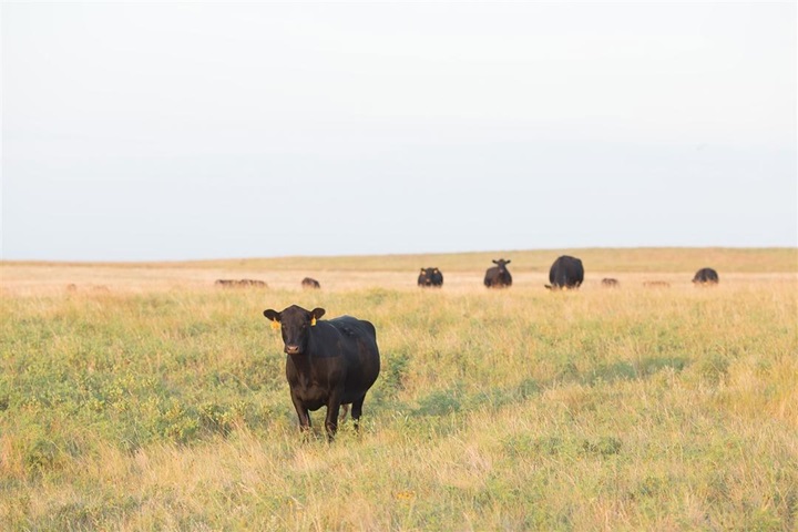 Black Angus cattle grazing in a large, open pasture.