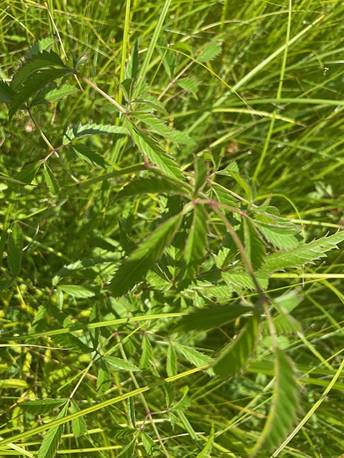 Poison Water Hemlock