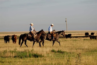 Two cowboys riding through a pasture full of Angus cattle.