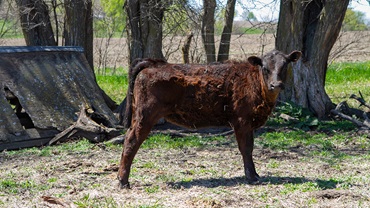 calf