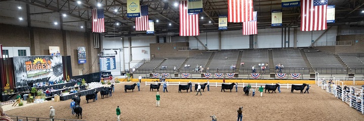 Aerial view of a show-ring full of Angus cattle with American flags hanging from the ceiling.