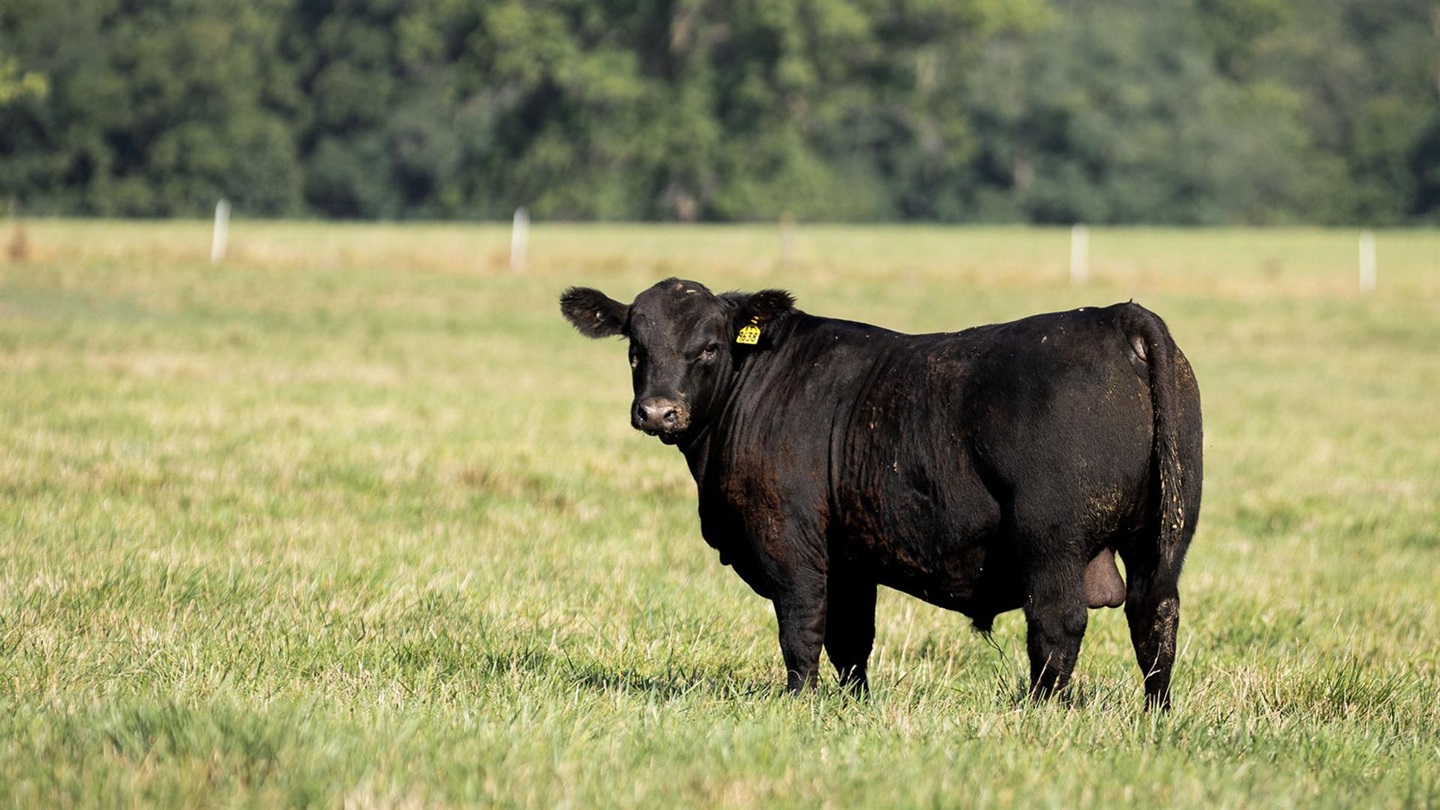 Data must be submitted by Friday, May 16, to be included in the Fall 2025 Sire Evaluation Report 