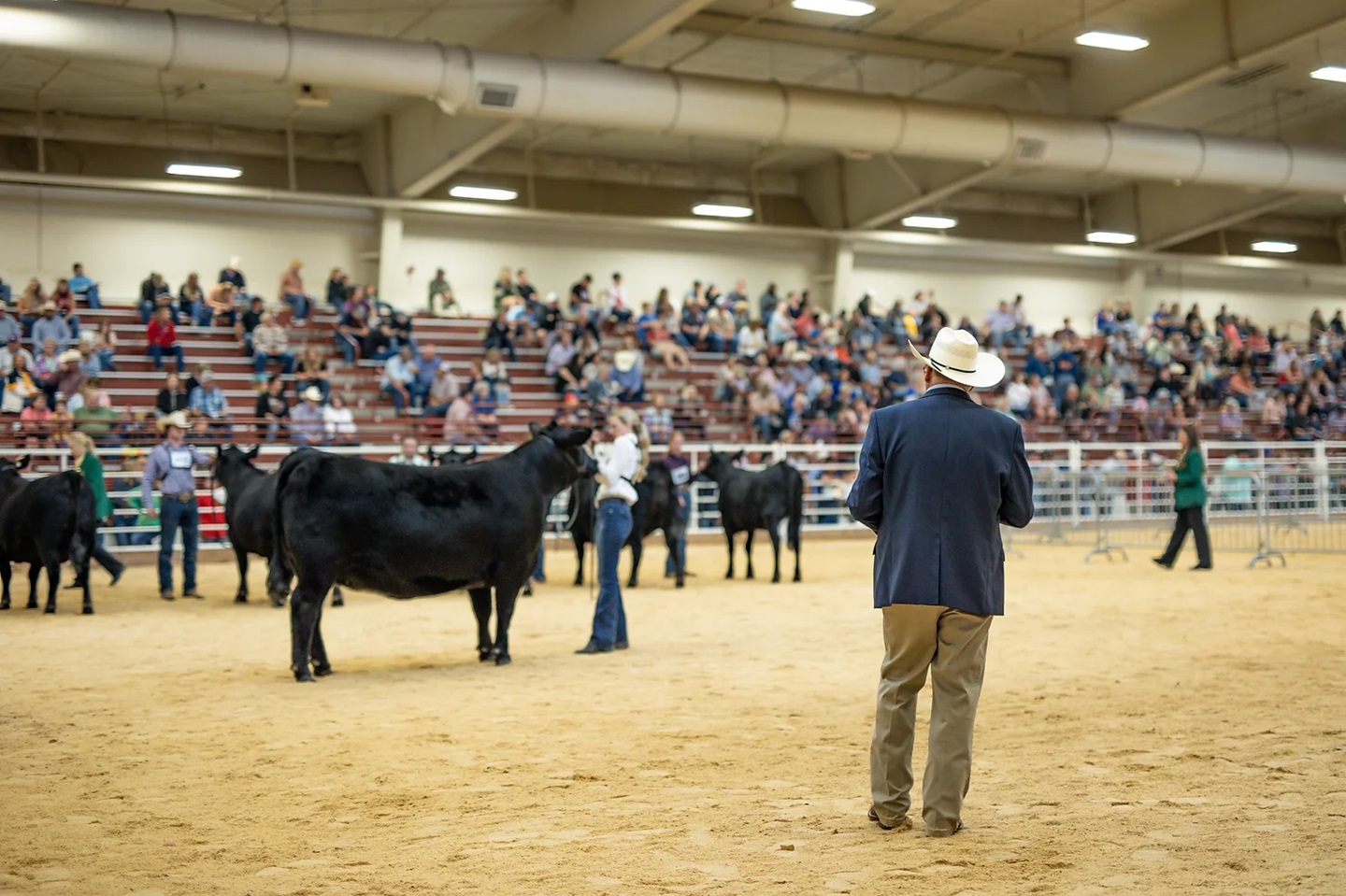 cattle show