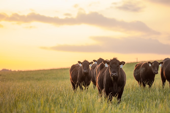 Cattle looking with sunset behind