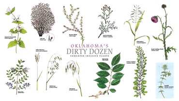 Dirty Dozen