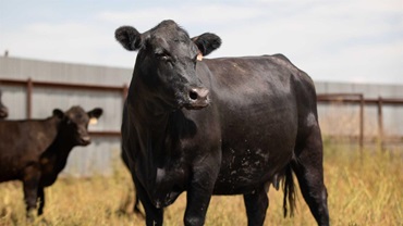 Angus cow standing in front of a pasture with a barn.