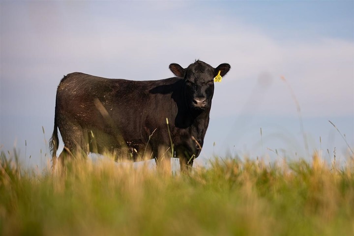 Angus cow standing on a grassy hillside.