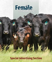 Angus cattle herd