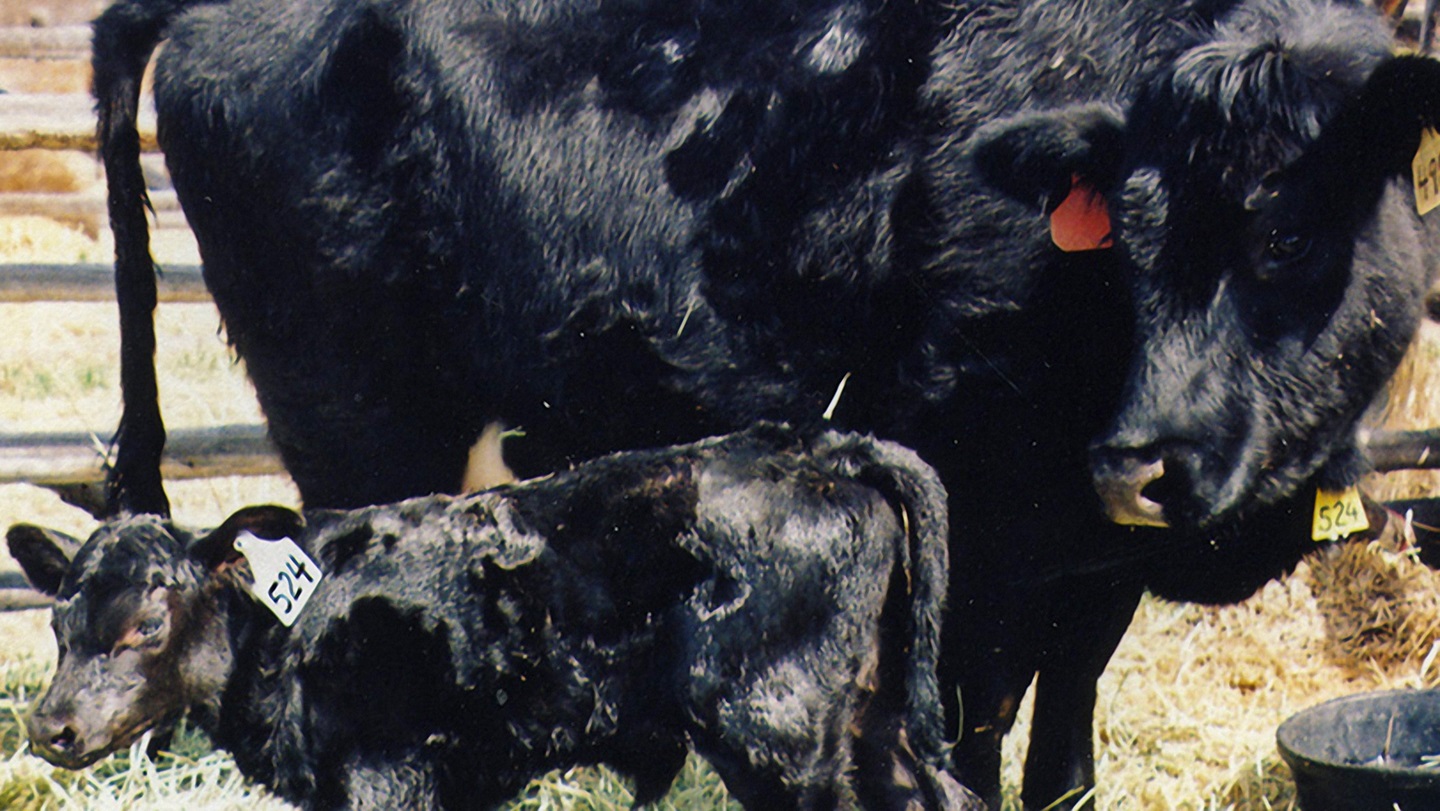 cow with calf