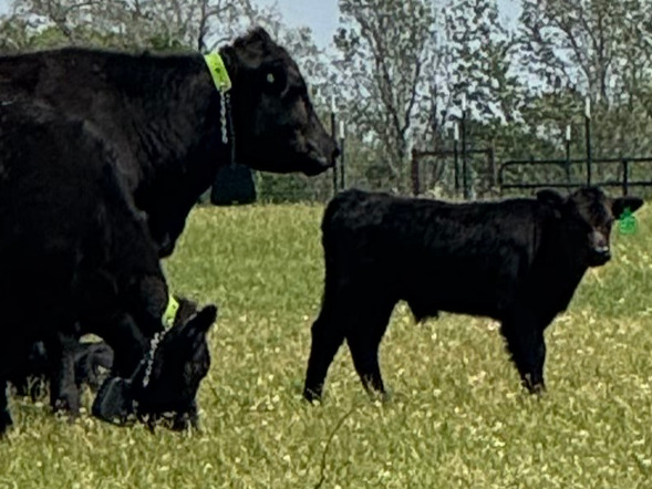 Virtual fencing early season grazing
