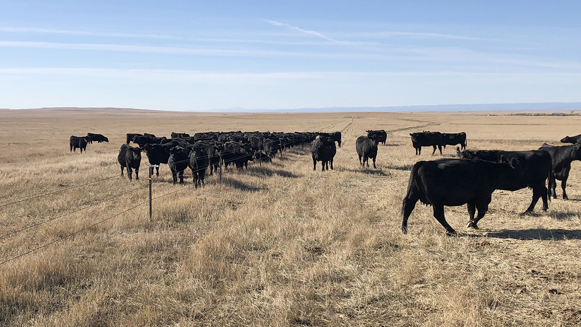 weaning calves at fenceline