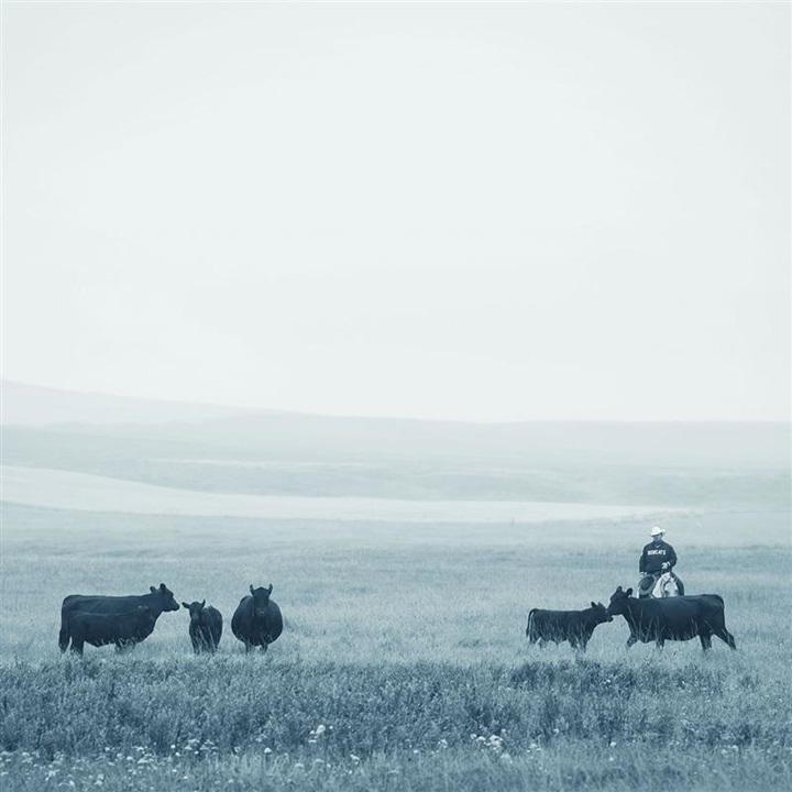 A cowboy on horseback gathering up a small group of Angus cows in the pasture.