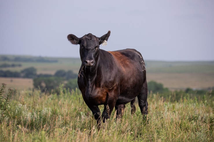 cow in the pasture