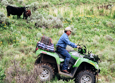 cattle on a hill