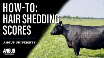 How-To: Hair Shedding Scores thumbnail image for Angus University featuring an Angus cow.