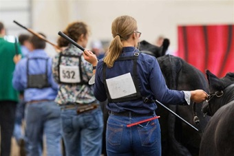 Three exhibitors in a line with their animals moving through the showring.