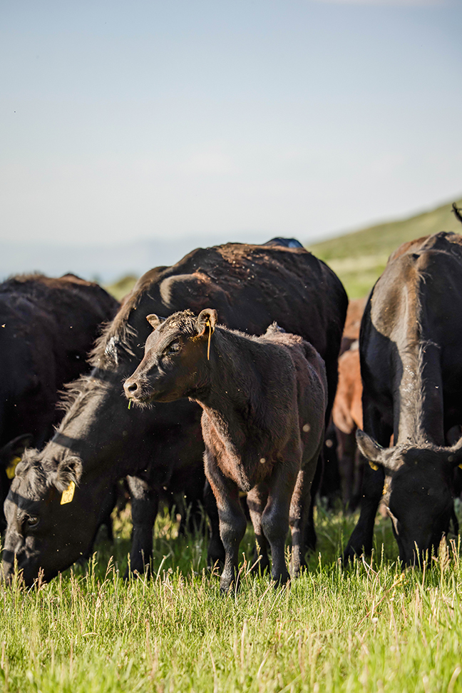 cattle in a field