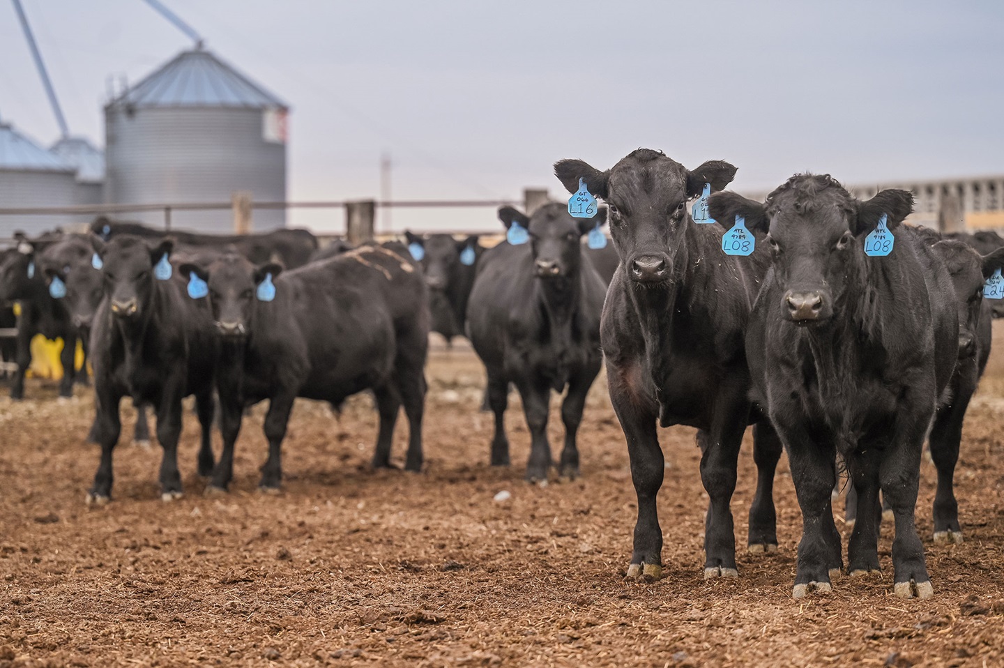 calves in feedlot