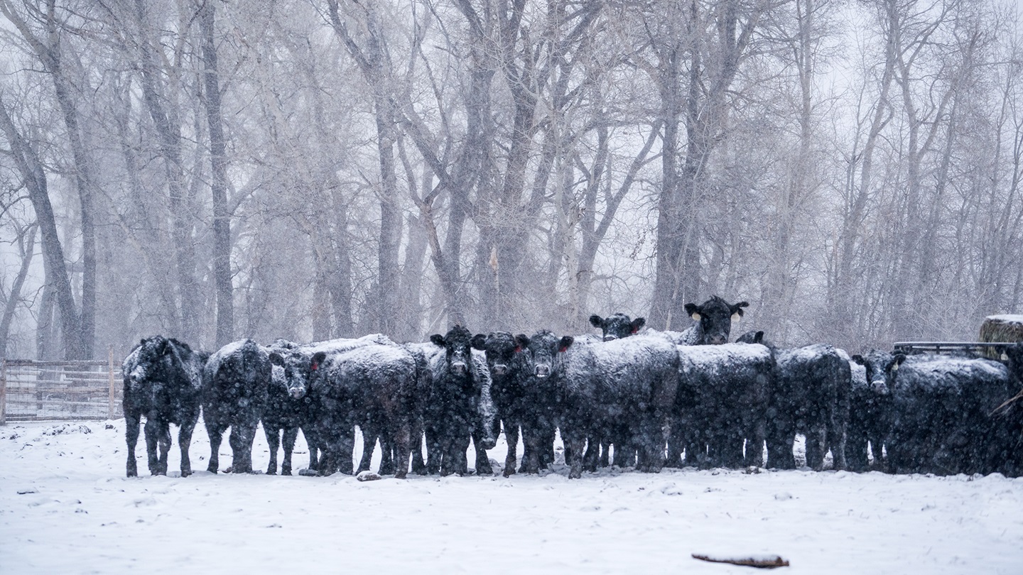 cattle in snow
