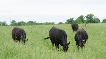 cows grazing