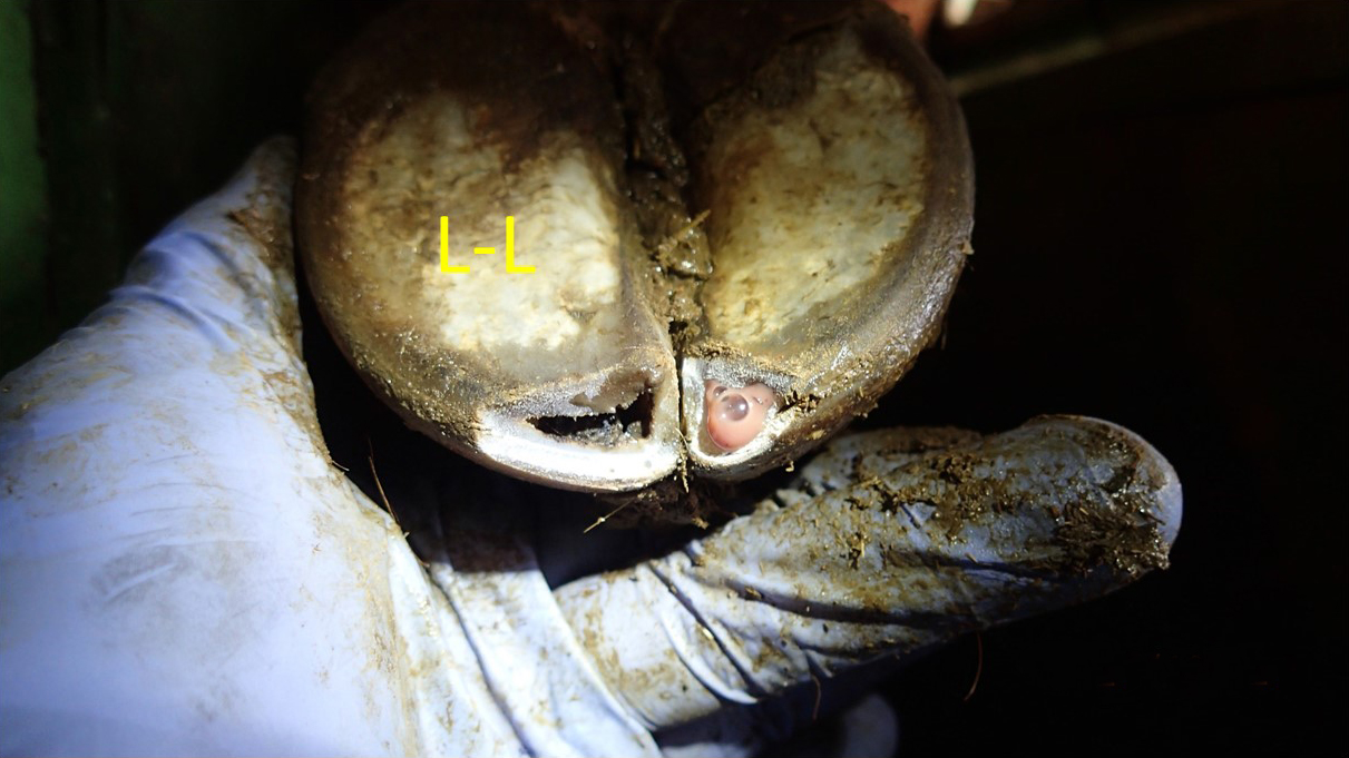 Toe-tip necrosis detection