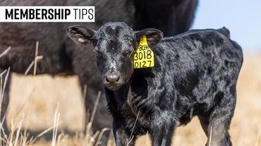 0226-membertips16x9