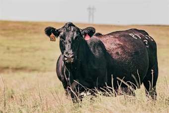 An Angus cow standing strong in a desolate pasture.