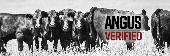 Cattle with AngusVerified Logo