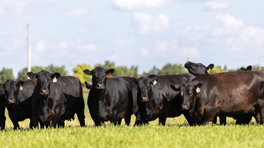 Youth utilizing Angus genetics can apply for the Commercial Cattlemen Scholarship now through May 1. The program helps support students in advancing their education and careers.