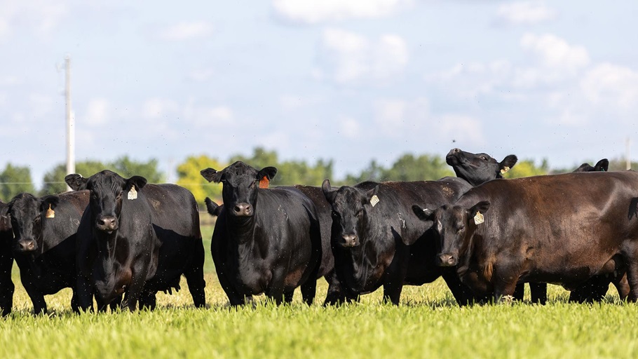 Youth utilizing Angus genetics can apply for the Commercial Cattlemen Scholarship now through May 1. The program helps support students in advancing their education and careers.