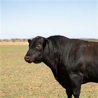 Black Angus bull standing tall in a ranch pasture.