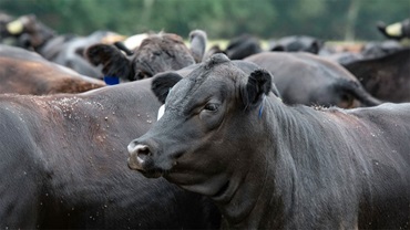 flies on cattle