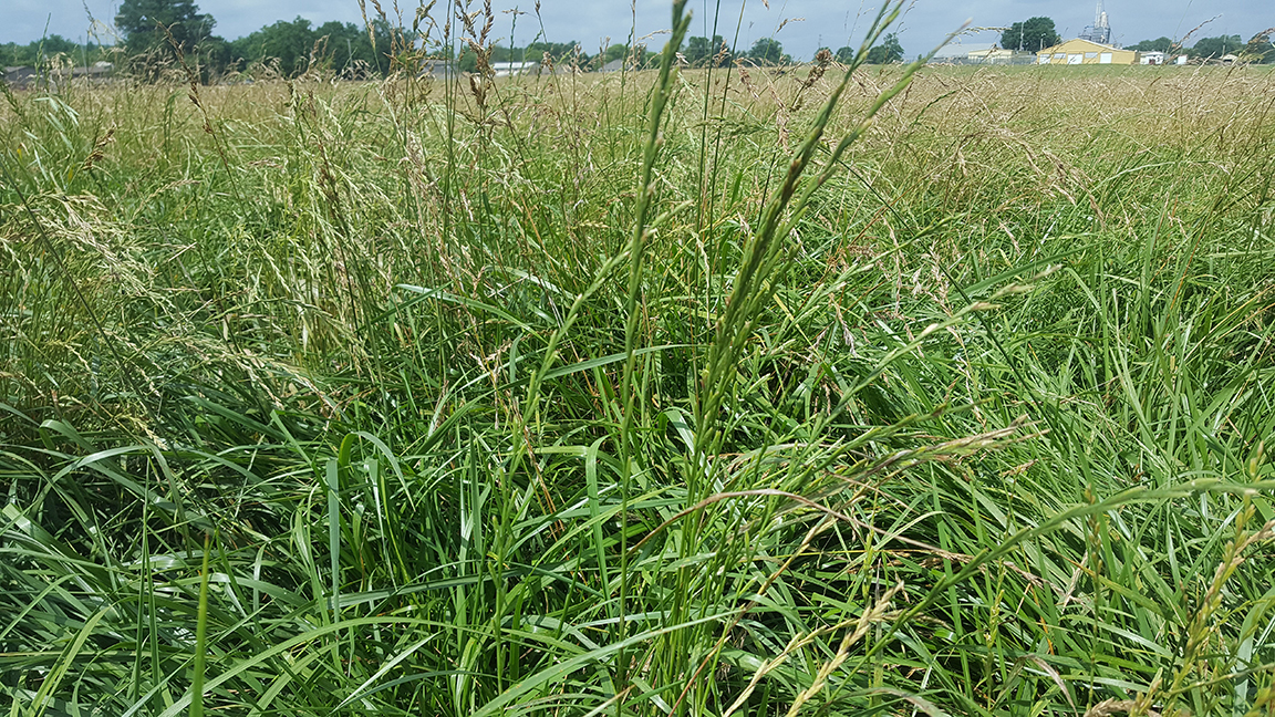 Fescue pasture. [Flickr photo by uacescomm (Dirk Philipp, University of Arkansas Division of Agriculture)  Shared under a Creative Commons (BY-NC-SA) license (noncommercial use only).]