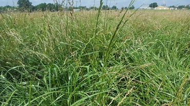 Fescue pasture. [Flickr photo by uacescomm (Dirk Philipp, University of Arkansas Division of Agriculture)  Shared under a Creative Commons (BY-NC-SA) license (noncommercial use only).]