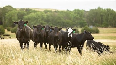 Angus cross-bred cattle standing in a pasture.