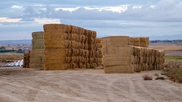 Hay pile