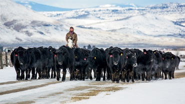 man on horse back moving cattle