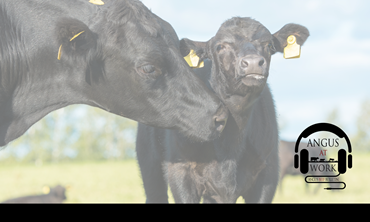 Black cow and calf on grass. 