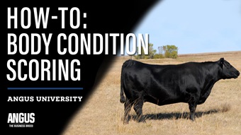 How-To: Body Condition Scoring Guide thumbnail image with text for Angus University.