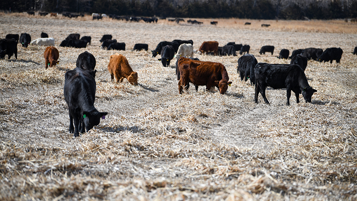 cattle in a field