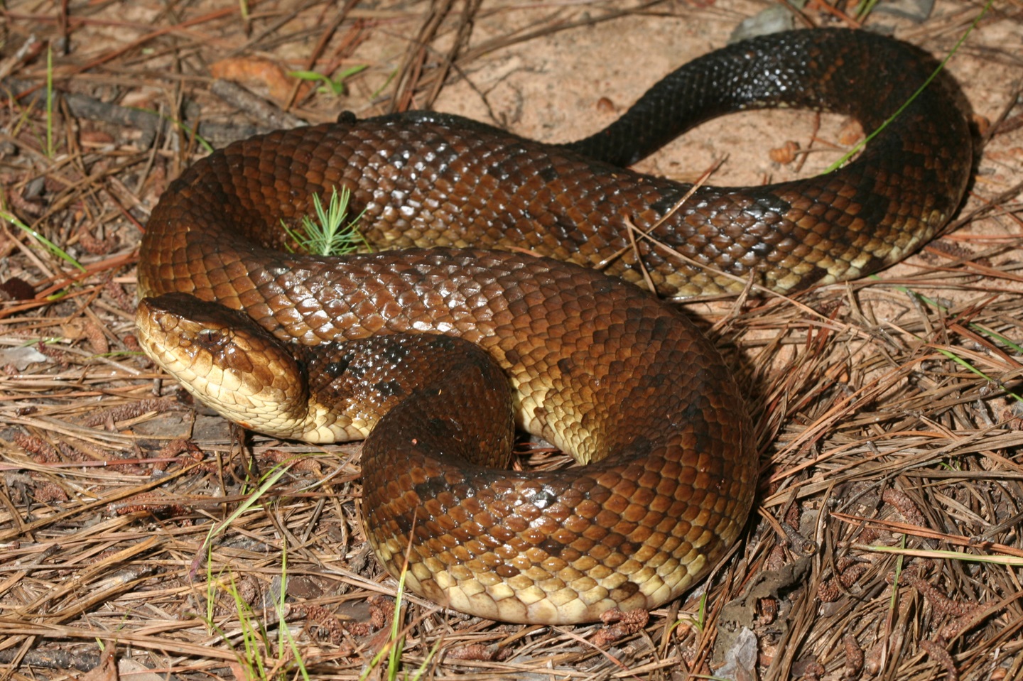 Venomous-cottonmouth