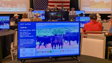 AngusLink-enrolled calves were well-represented in major video sales across the country throughout June and early July.