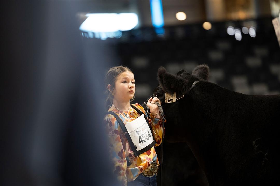 A junior Angus member exhibits her heifer at a national livestock show.